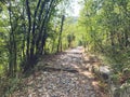 Scenic stone path in fresh green grass, way through the forest, Footpath between trees in a spring flowered forest, stone pathway