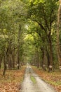 Scenic straight road in wild with canopy of tall and long sal trees or Shorea robusta in pattern during summer season wildlife Royalty Free Stock Photo