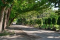 Scenic Street Forested with Acatia Trees