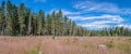 Scenic summer forest with meadow, many spruce stubs. Wide panorama, blue sky with white clouds