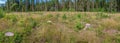 Scenic summer forest with meadow, many spruce stubs. Wide panorama, blue sky with white clouds