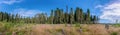 Scenic summer forest with meadow, many spruce stubs. Wide panorama, blue sky with white clouds