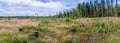 Scenic summer forest with meadow, many spruce stubs. Wide panorama, blue sky with white clouds Royalty Free Stock Photo