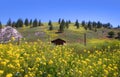 Scenic summer landscape in Montana