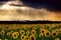 Landscape Of A Summer Sunset In The Sunflower Field, Romania