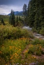 Scenic summer wildflower meadow in Colorado countryside near Crested Butte Royalty Free Stock Photo