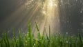 Sun rays in the forest in misty morning Royalty Free Stock Photo