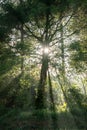 Sun rays in the forest in misty morning Royalty Free Stock Photo