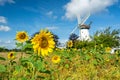 Scenic sunflower field in front of historic windmill in Northern Germany Royalty Free Stock Photo