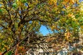 Scenic sunny golden autumn landscape with stairs leading upwards under tree with yellow foliage under blue sky. Karadag, Crimea