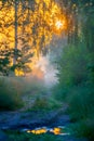 Scenic sunrise in forest Royalty Free Stock Photo