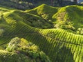 Scenic sunrise with green leaf on the hillside