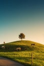 Scenic of sunrise over lonely tree on hill with herd of cow grazing grass in rural scene at Hirzel, Switzerland Royalty Free Stock Photo