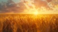 Scenic sunrise over tranquil wheat field with golden sunlight and clear blue sky Royalty Free Stock Photo