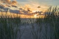 Scenic sunset behind blades of beach grass in the dunes of the Danish North Sea coast Royalty Free Stock Photo