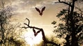 Scenic sunset lights with flying birds and tree branches Royalty Free Stock Photo