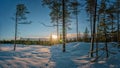 Scenic sunset in Scandinavian winter pine tree forest - very calm weather, sun beams shine above tree tops. Very fresh snow Royalty Free Stock Photo