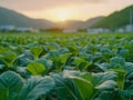 Scenic Sunset View Over Lush Agricultural Farmland With Vibrant Green Crops and Mountain Background Royalty Free Stock Photo