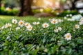 Scenic sunset view serene green meadow decorated with delicate daisies in the golden hour