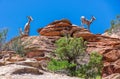 Scenic sunset, Virgin River, Zion National Park Royalty Free Stock Photo