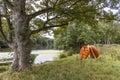 Scenic surroundings of the YSP with modern sculpture TREAD PAD pair 1.