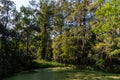 Scenic swamp vista at a historic plantation near Charleston