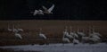 Scenic swan birds in flight on river Royalty Free Stock Photo