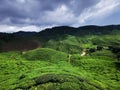 Scenic Tea Plantation in Cameron Highlands Royalty Free Stock Photo