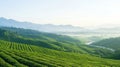 Scenic tea plantation landscape Royalty Free Stock Photo