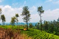 Scenic tea plantation in Sri Lanka highlands