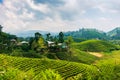 Scenic tea plantation in Sri Lanka highlands