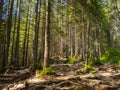 Scenic Trail full of roots in the middle of wooden coniferous forrest Royalty Free Stock Photo