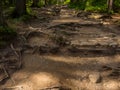 Scenic Trail full of roots in the middle of wooden coniferous forrest Royalty Free Stock Photo