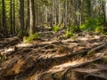 Scenic Trail full of roots in the middle of wooden coniferous forrest Royalty Free Stock Photo