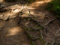 Scenic Trail full of roots in the middle of wooden coniferous forrest Royalty Free Stock Photo