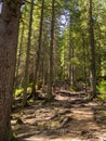 Scenic Trail full of roots in the middle of wooden coniferous forrest Royalty Free Stock Photo