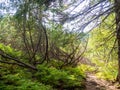 Scenic Trail full of roots in the middle of wooden coniferous forrest Royalty Free Stock Photo