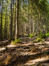 Scenic Trail full of roots in the middle of wooden coniferous forrest Royalty Free Stock Photo