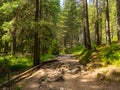 Scenic Trail full of roots in the middle of wooden coniferous forrest Royalty Free Stock Photo