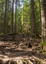 Scenic Trail full of roots in the middle of wooden coniferous forrest Royalty Free Stock Photo