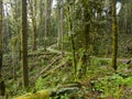 Scenic Trail Through Oregon Forest Park Royalty Free Stock Photo