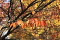 Scenic Tree Branch, Colorful Autumn Leaves, Bright Foliage, Selective Focus. Fall Season, Natural Background