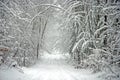 Scenic Tree Lined Winter Road Royalty Free Stock Photo