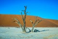 Scenic trees among the sand dunes Royalty Free Stock Photo