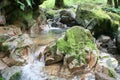 Scenic Tropical Jungle Stream High Quality Stock Photo