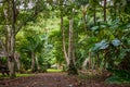 Scenic tropical landscape near Wailua river and Kamokila Hawaiian Village on Kauai Island Royalty Free Stock Photo