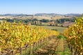 Scenic Tuscany panorama with vineyards in autumn, Italy. Focus on foreground Royalty Free Stock Photo