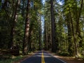 Road Through Redwoods, Avenue of the Giants
