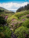 Scenic valley with colourful rhododendron bushes in the Vee, Knockmealdown Mountains, Ireland.