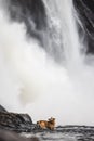 Scenic vertical shot of an adorable dog swimming in the Montmorency Falls in Quebec, Canada Royalty Free Stock Photo